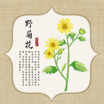 野菊花插画