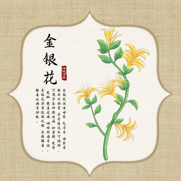 金银花插画