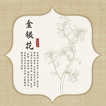 金银花线稿