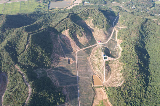 蓝莓基地