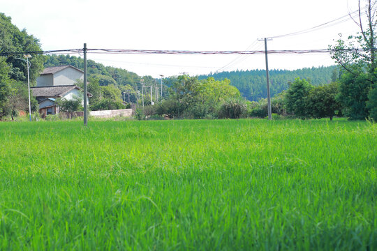 稻田