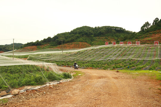 蓝莓基地