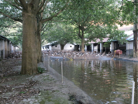 养鹅场