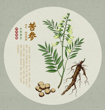 苦参