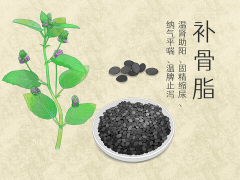 手绘水彩中药药材补骨脂插画