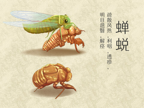 手绘水彩中药药材蝉蜕插画