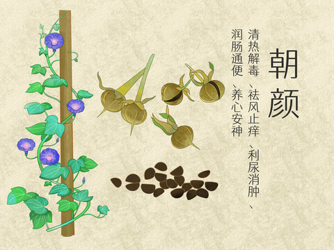 手绘水彩中药药材朝颜插画