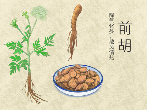 手绘水彩中药药材前胡插画