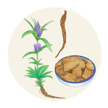 手绘水彩中药药材秦艽