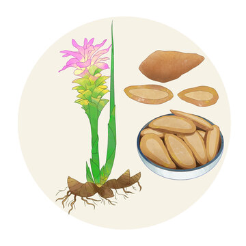 手绘水彩中药药材郁金