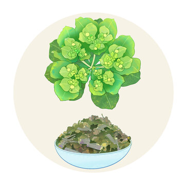 手绘水彩中药药材泽漆
