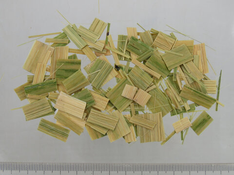齐竹茹