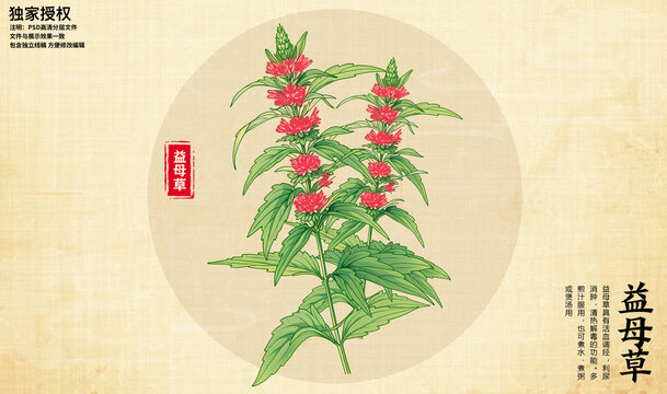 益母草
