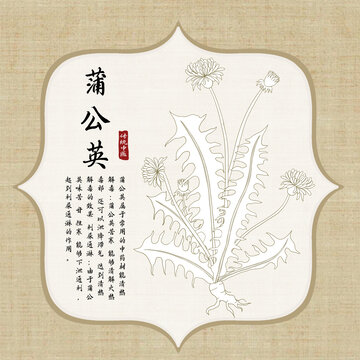 蒲公英线稿