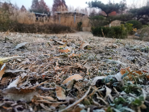 早晨白霜