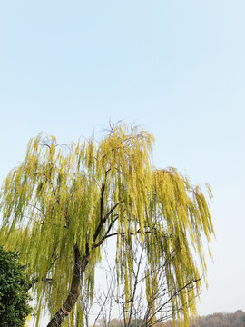 秋日柳枝