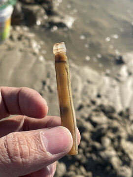 赶海