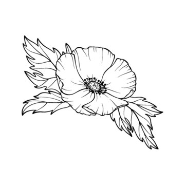 盛开的鲜花线稿