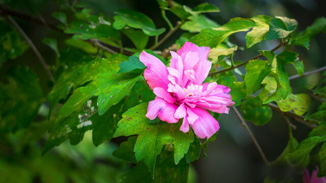 木棉花开