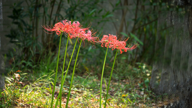 红色彼岸花