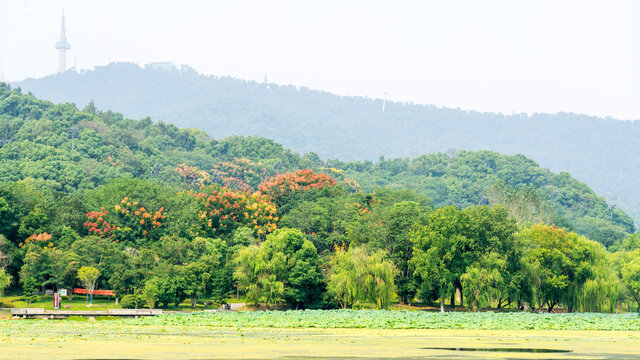 桃子湖风景