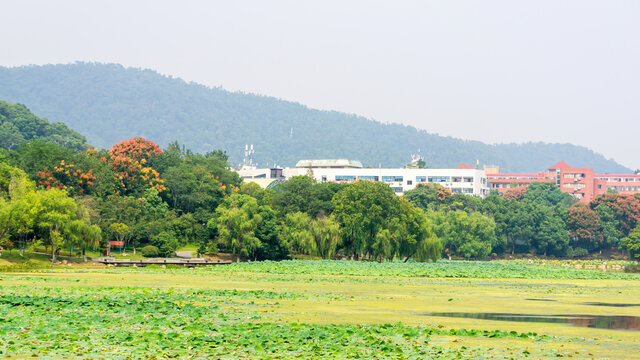 桃子湖风景