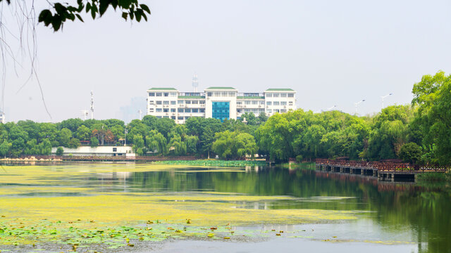 桃子湖风景