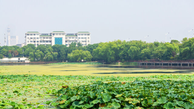 桃子湖风景