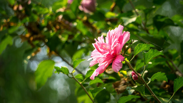木棉花开