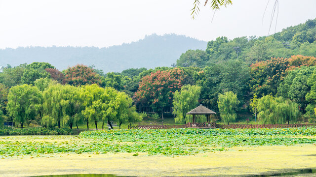 桃子湖风光
