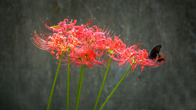 彼岸花开