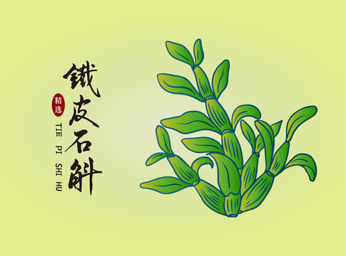 铁皮石斛插画