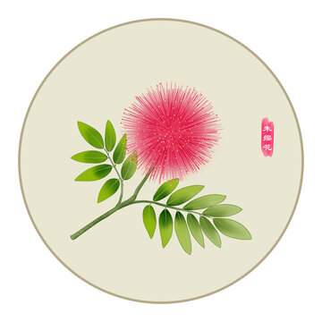 朱缨花