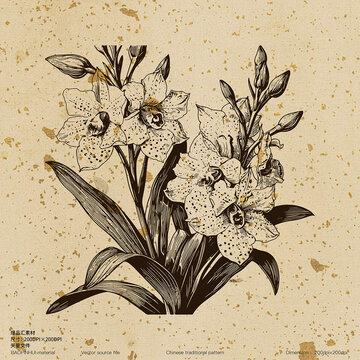 兰花插画版画素描兰花矢量花卉