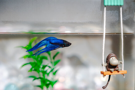 蓝色斗鱼在水族箱中优雅游动的美态
