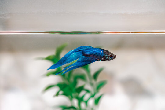 蓝色斗鱼在水族箱中优雅游动的美态