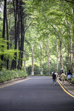 南京梧桐大道