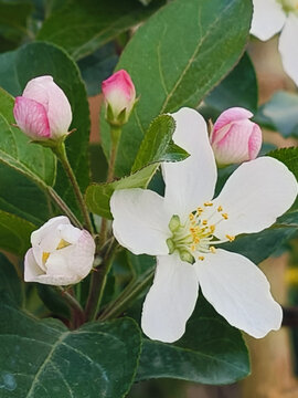 苹果花