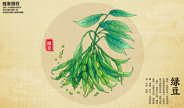 绿豆