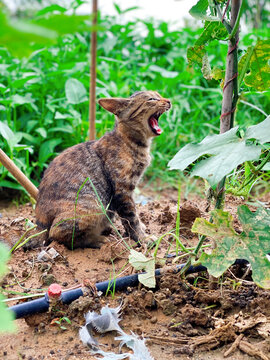狸花猫幼猫