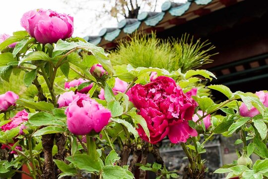 牡丹花