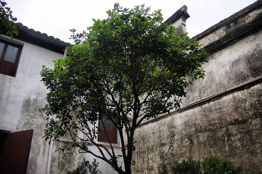 乌镇水乡民居斑驳墙壁