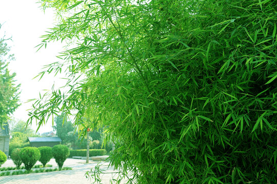绿竹