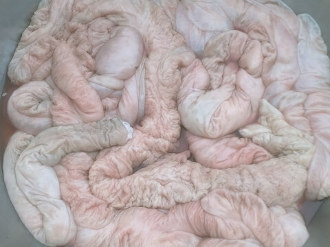 大肠