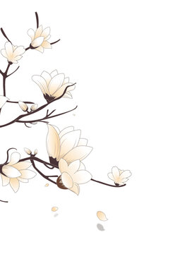 玉兰花