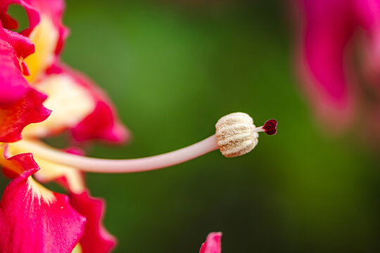异木棉花蕊特写