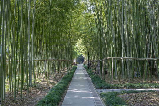 竹林隧道