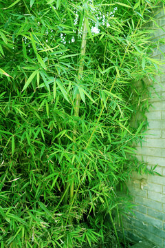 清新绿竹