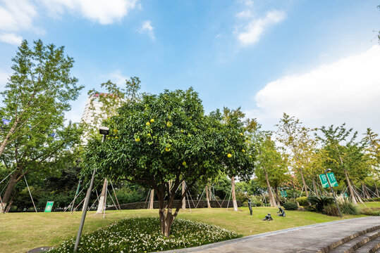 香橼树
