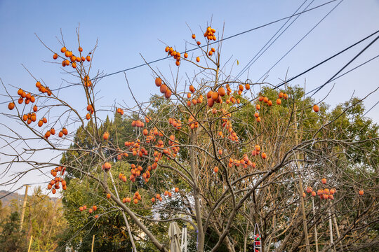 柿子树